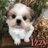 Izzy, a female Shih Tzu for sale in Byron, MI – Photo 2 of 3