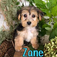 Zane, a male Yorkshire Terrier and Bichpoo for sale in Byron, MI – 2 of 3