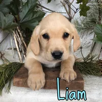Liam, a male Labrador Retriever for sale in Byron, MI – 2 of 3