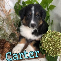 Carter, a male English Shepherd and Australian Shepherd for sale in Byron, MI – 2 of 3