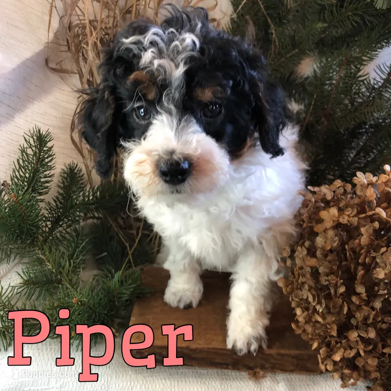 Piper