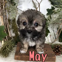 May, a female Miniature Aussiedoodle for sale in Byron, MI – 3 of 3