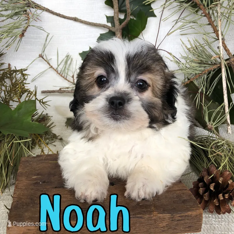 Noah – Shihpoo puppy for sale in Byron, MI