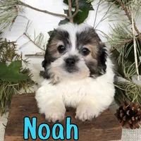 Noah, a male Shihpoo for sale in Byron, MI – 1 of 3