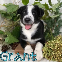 Grant, a male Miniature Australian Shepherd for sale in Byron, MI – 1 of 3