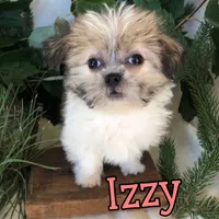 Izzy, a female Shihpoo and Mal Shi for sale in Byron, MI – 3 of 3