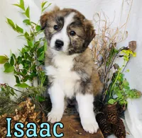 Isaac, a male Great Pyrenees and Miniature Australian Shepherd for sale in Byron, MI – Photo 3 of 3