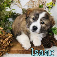 Isaac, a male Great Pyrenees and Miniature Australian Shepherd for sale in Byron, MI – Photo 1 of 3