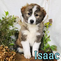 Isaac, a male Great Pyrenees and Miniature Australian Shepherd for sale in Byron, MI – Photo 2 of 3