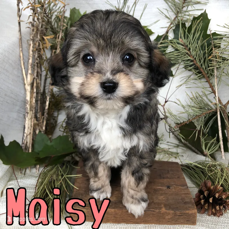 Maisy – Miniature Aussiedoodle puppy for sale in Byron, MI
