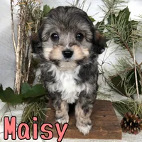 Maisy, a female Miniature Aussiedoodle for sale in Byron, MI – 1 of 3