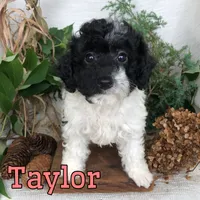 Taylor, a female Poodle - Toy  for sale in Byron, MI – 1 of 3