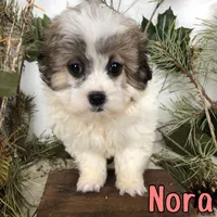 Nora, a female Shihpoo for sale in Byron, MI – 3 of 3
