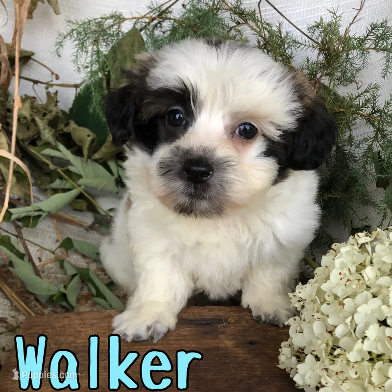 Walker – Shih Tzu, Bichpoo puppy for sale in Byron, MI
