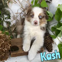 Kash, a male Miniature Australian Shepherd for sale in Byron, MI – 3 of 3