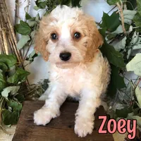 Zoey, a female Cavapoo for sale in Byron, MI – 3 of 3