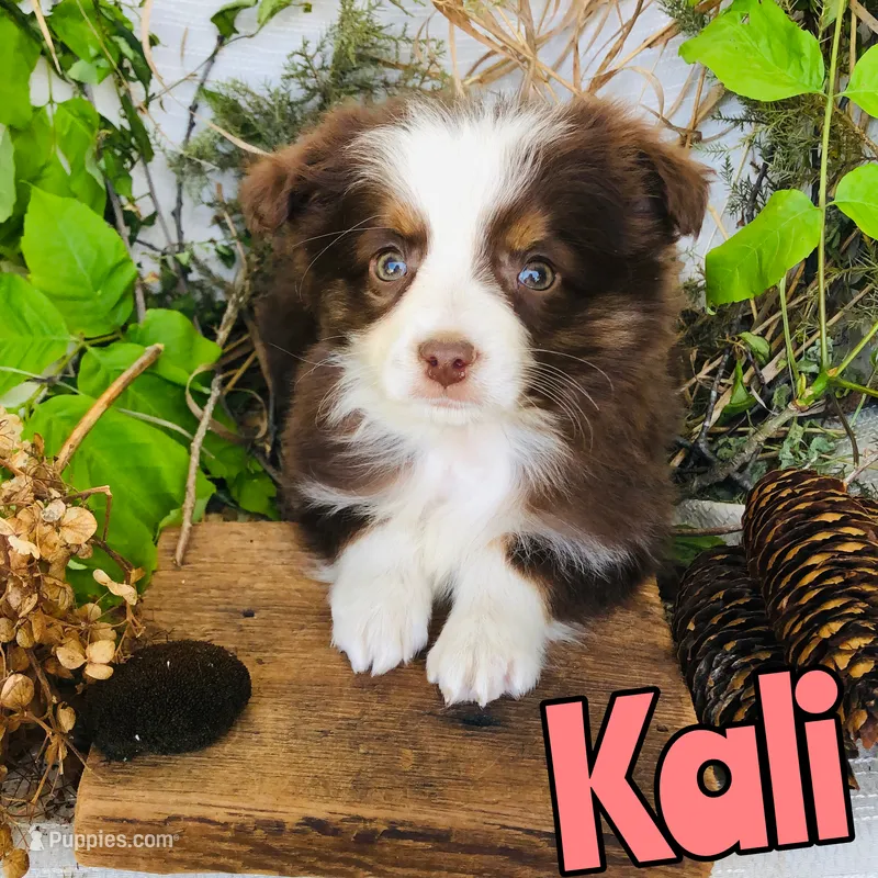 Kali – Miniature Australian Shepherd puppy for sale in Byron, MI