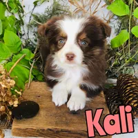 Kali, a female Miniature Australian Shepherd for sale in Byron, MI – 1 of 3