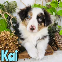 Kai, a male Miniature Australian Shepherd for sale in Byron, MI – 1 of 3