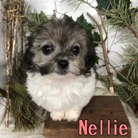 Nellie, a female Shihpoo for sale in Byron, MI – 3 of 3
