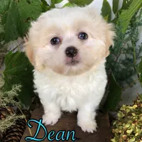 Dean, a male Shih Tzu and Bichpoo for sale in Byron, MI – 1 of 3