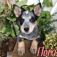 Flora, a female Australian Cattle Dog for sale in Byron, MI – 2 of 3