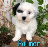 Palmer, a male Shihpoo for sale in Byron, MI – 2 of 3