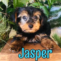 Jasper, a female Yorkshire Terrier for sale in Byron, MI – 2 of 3