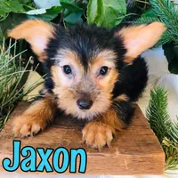 Jaxon, a female Yorkshire Terrier for sale in Byron, MI – 1 of 3