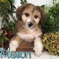 Mason, a male Miniature Aussiedoodle for sale in Byron, MI – 2 of 3