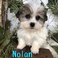 Nolan, a male Shihpoo for sale in Byron, MI – 2 of 3