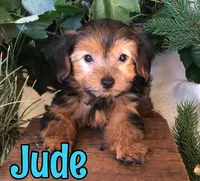 Jude, a female Yorkshire Terrier for sale in Byron, MI – 2 of 3