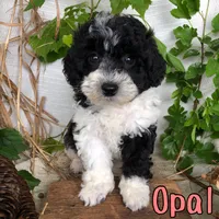 Opal, a female Bichpoo for sale in Byron, MI – 3 of 3