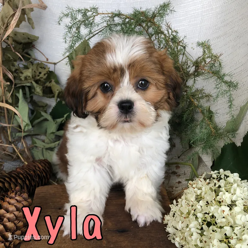 Xyla  – Shih Tzu puppy for sale in Byron, MI