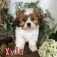 Xyla , a female Shih Tzu for sale in Byron, MI – 1 of 3