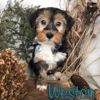 Weston, a male Yorkipoo for sale in Byron, MI – Photo 3 of 3