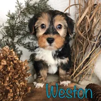 Weston, a male Yorkipoo for sale in Byron, MI – Photo 2 of 3