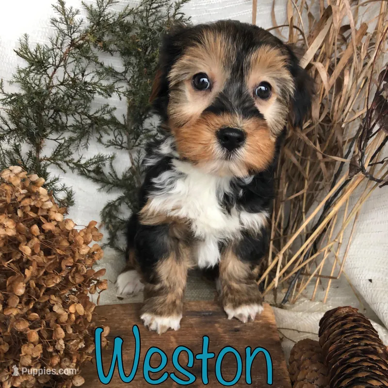 Weston