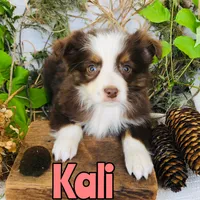 Kali, a female Miniature Australian Shepherd for sale in Byron, MI – 3 of 3
