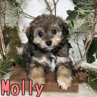 Molly, a female Miniature Aussiedoodle for sale in Byron, MI – 3 of 3