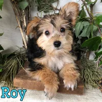 Roy, a male Yorkipoo for sale in Byron, MI – 2 of 3