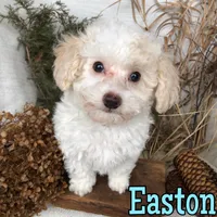 Easton, a male Poodle - Toy  for sale in Byron, MI – Photo 3 of 3