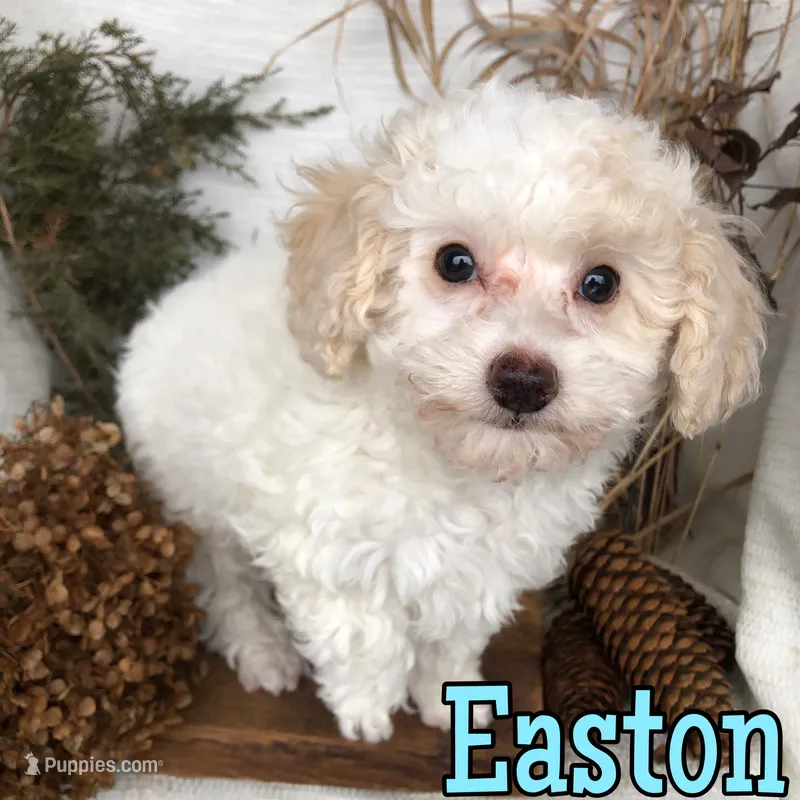 Easton – Poodle - Toy  puppy for sale in Byron, MI