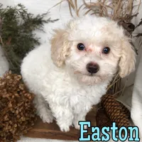 Easton, a male Poodle - Toy  for sale in Byron, MI – Photo 1 of 3