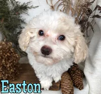 Easton, a male Poodle - Toy  for sale in Byron, MI – Photo 2 of 3