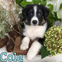 Cole, a male English Shepherd and Australian Shepherd for sale in Byron, MI – 3 of 3