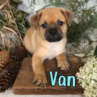 Van, a male Pomeranian and Pug for sale in Byron, MI – 2 of 3