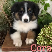Cora , a female English Shepherd and Australian Shepherd for sale in Byron, MI – 3 of 3
