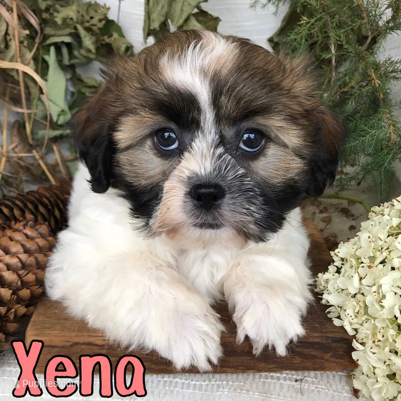 Xena  – Shih Tzu puppy for sale in Byron, MI