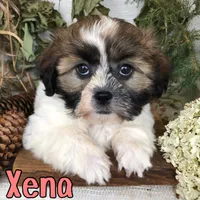 Xena , a female Shih Tzu for sale in Byron, MI – 1 of 3